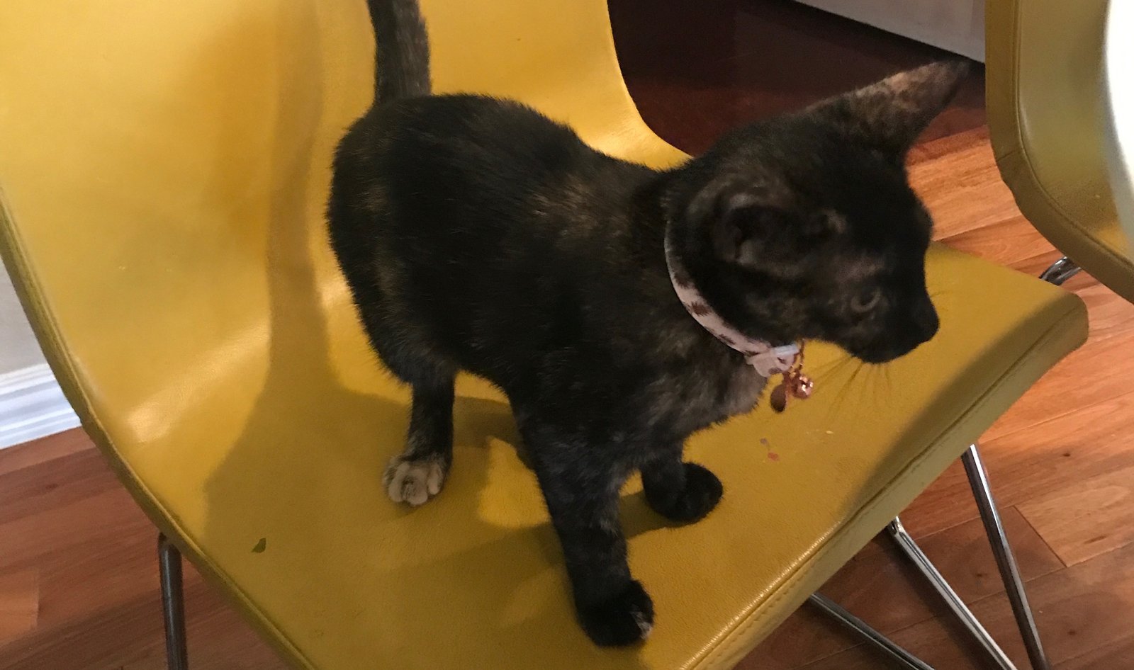 What Landlords Need to Know about Emotional Support Animals Landlord